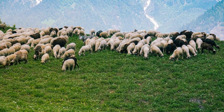 Διαχειριστικά Σχέδια Βόσκησης