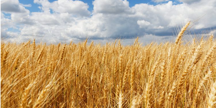 Σιτηρά FAO