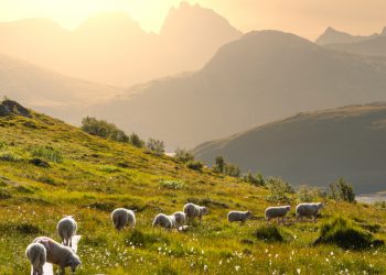 ΚΑΠ: Περιβαλλοντική διαχείριση κτηνοτροφικών συστημάτων – Τα ποσά και οι δεσμεύσεις των παραγωγών