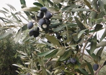 Ένωση Αγρινίου Ημερίδα
