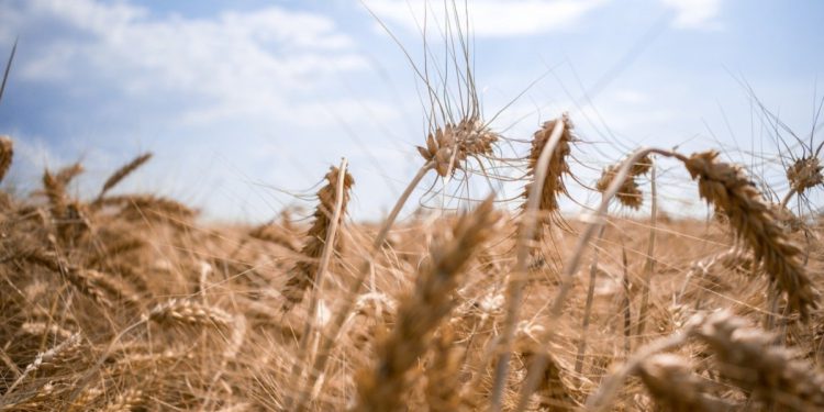 FAO Παγκόσμιες Τιμές Τροφίμων