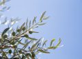 Τι αλλάζει με τα αιτήματα προκαταβολής για τα προγράμματα των ελαιουργικών φορέων