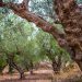 COGREXPO SA: Συναντήσεις του Χ. Γιαννακάκη στην Κρήτη για την προώθηση της ελληνικής αγροτικής εξαγωγικής δραστηριότητας