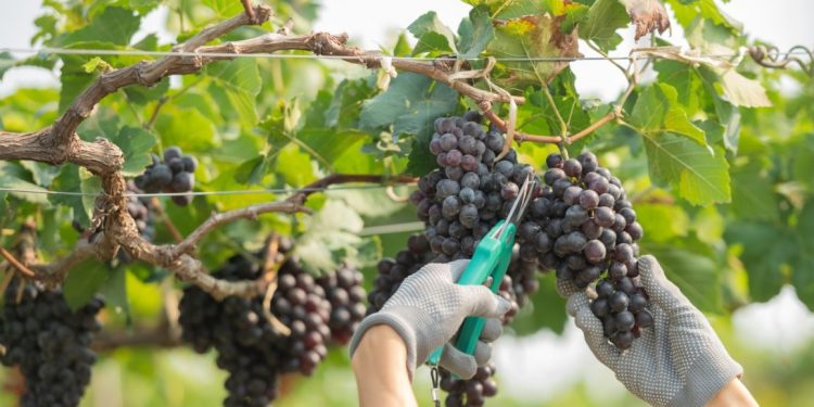 vineyard-phytopathology