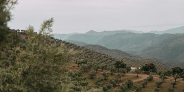 Ελιές