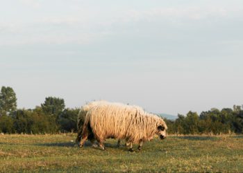 Πρόβατα
