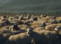 Αιγοπρόβατα