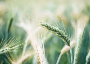 Δημητριακά FAO