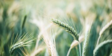 Δημητριακά FAO