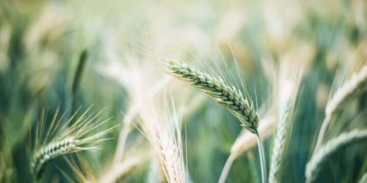 Δημητριακά FAO