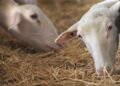 Milkplan σίτιση αιγοπροβάτων